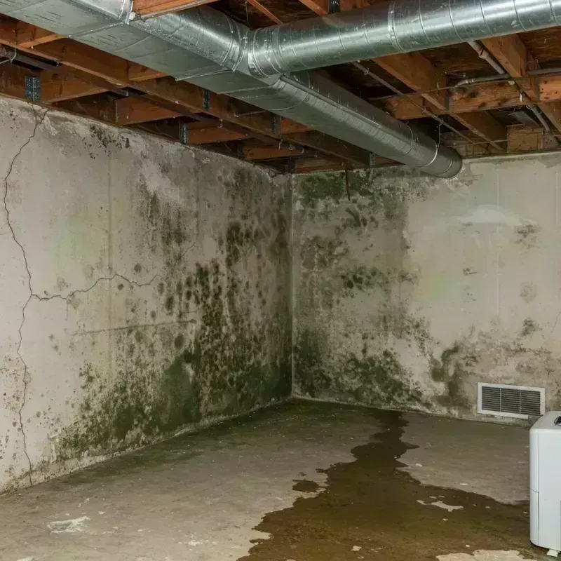 Professional Mold Removal in West Ridge, IL